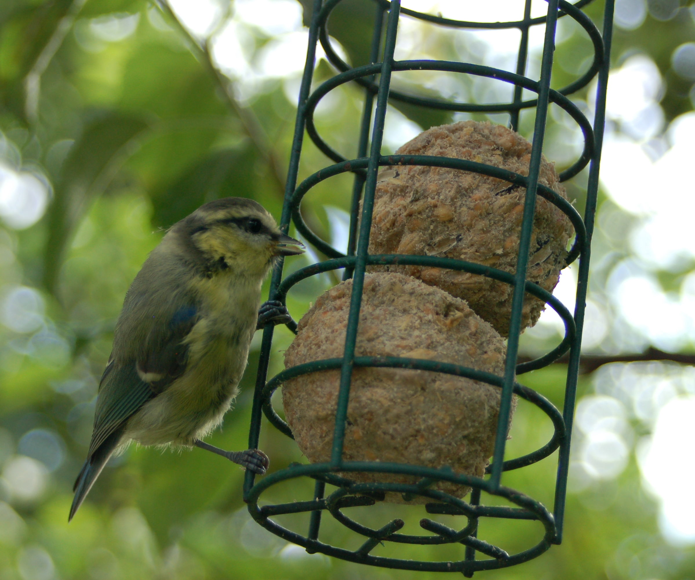 Nikon D50 Remote Camera Trigger - Introduction