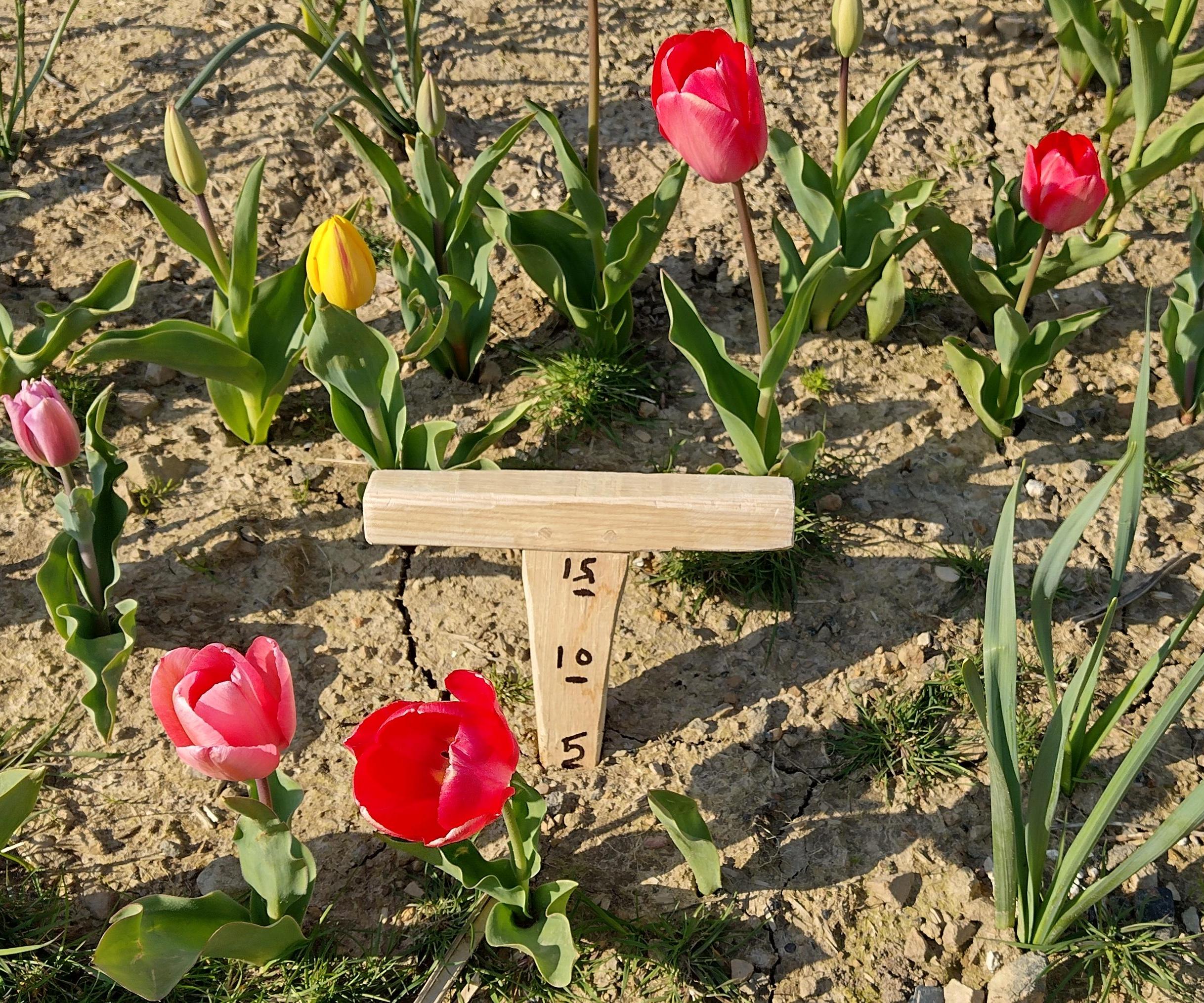 Wooden Garden Dibber 