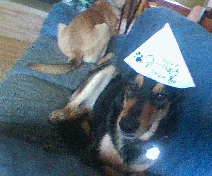 DIY Dog Birthday Hat Out Of Paper!!!! (for small dogs)