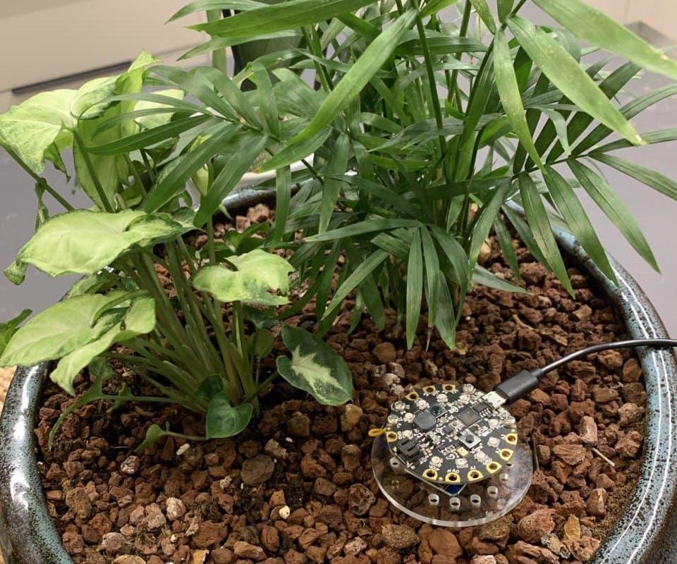 Growing a Plant With IOT