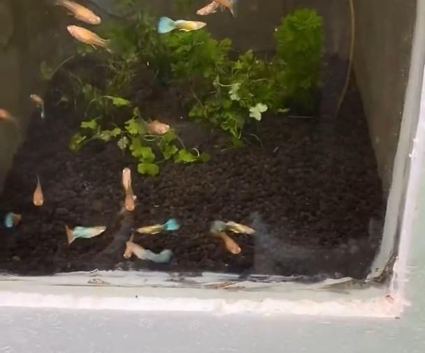 DIY Aquarium Crafting With Styrofoam!
