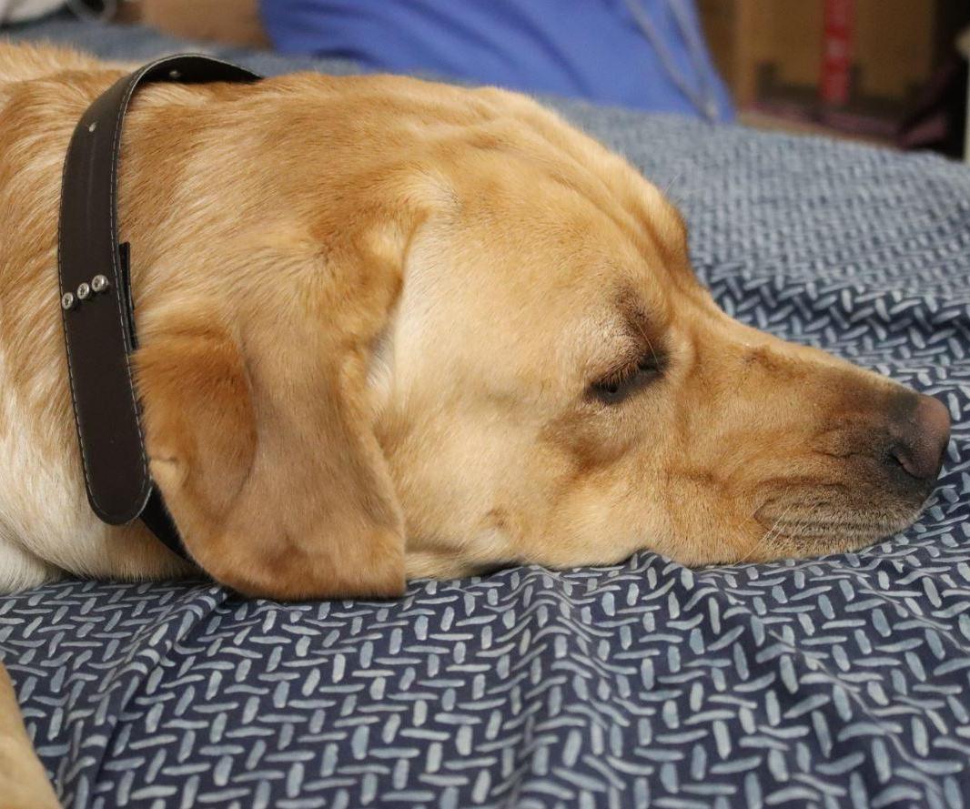 DIY Luxury Leather Pet Collar