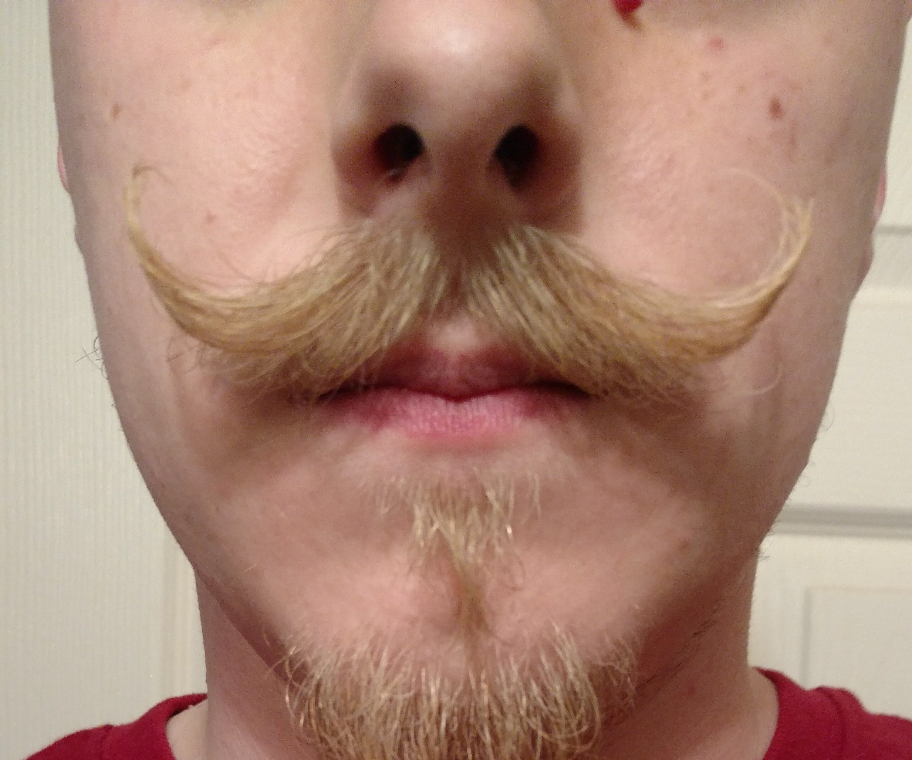 6 Month! Blonde Mustache Handlebar