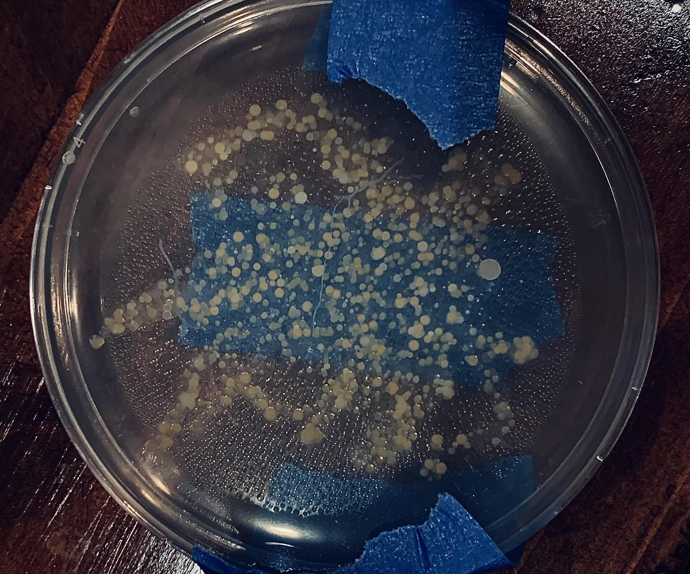 Dirty Hands; the Science Behind Cleaning Your Hands