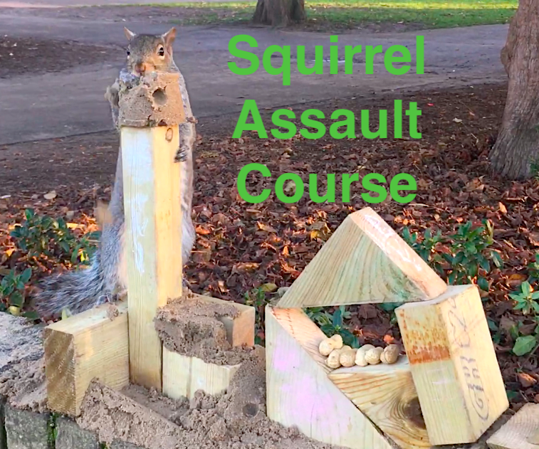 The Squirrel Games - a Battle of Wits, Daring and Nuts
