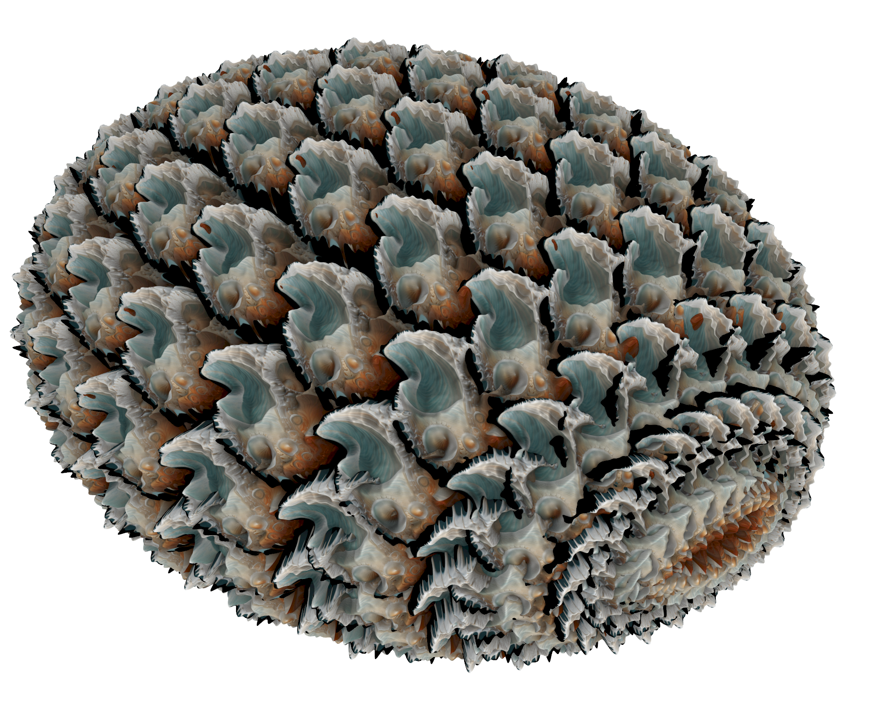 Shell Inspired Model