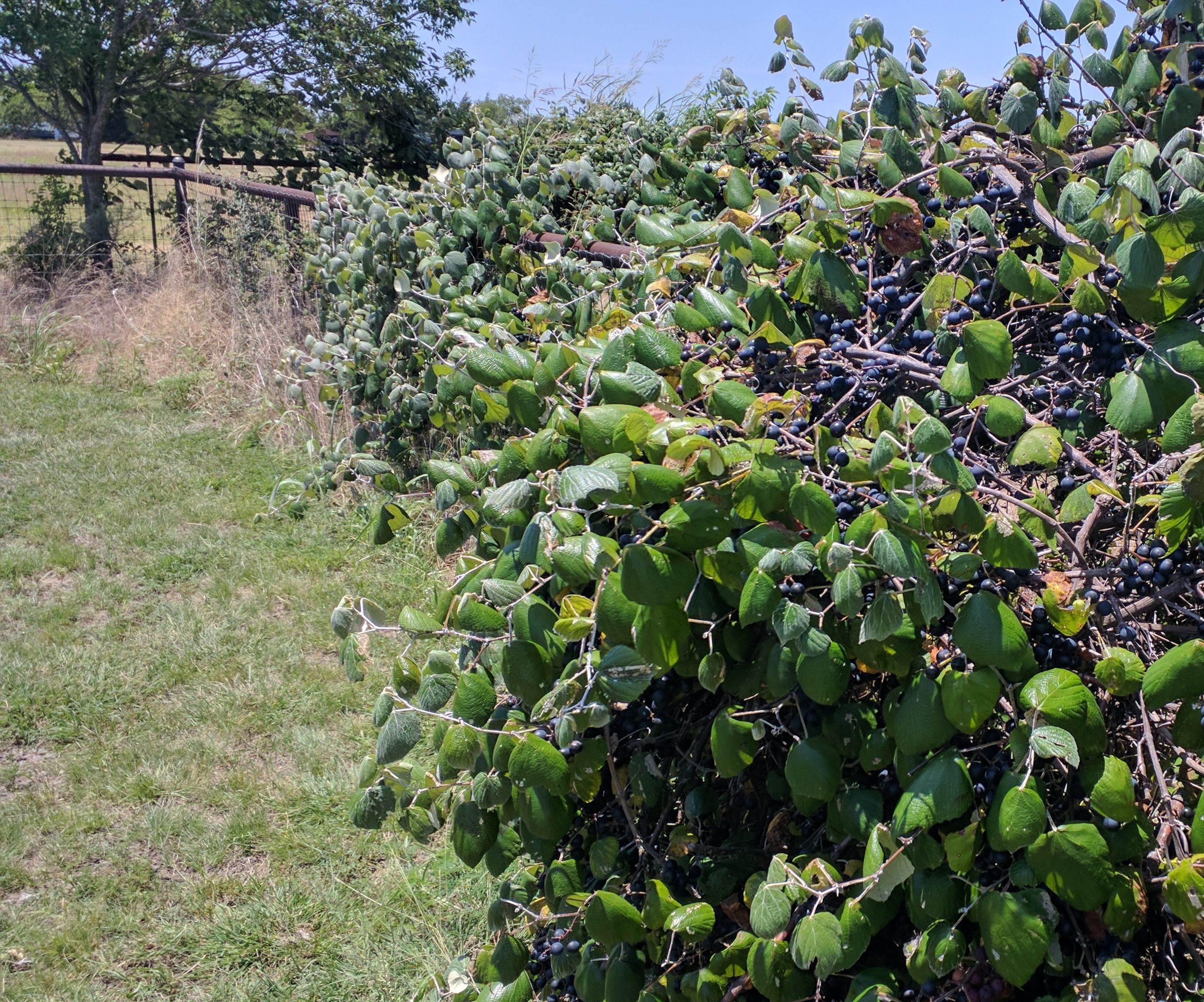 Texas Wild Mustang Grape Jelly - Updated 7/12/24 With Simpler Juice Extraction Process