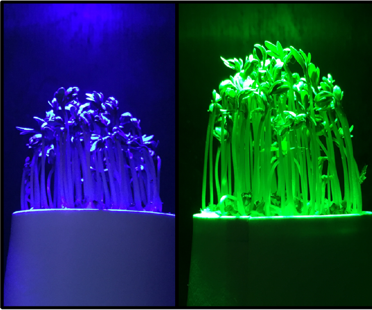 Prototype GreenHouse [PhabLabs 4.0 Challanger]