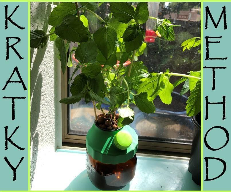 Mini Kratky Jars - Easy Hydroponics