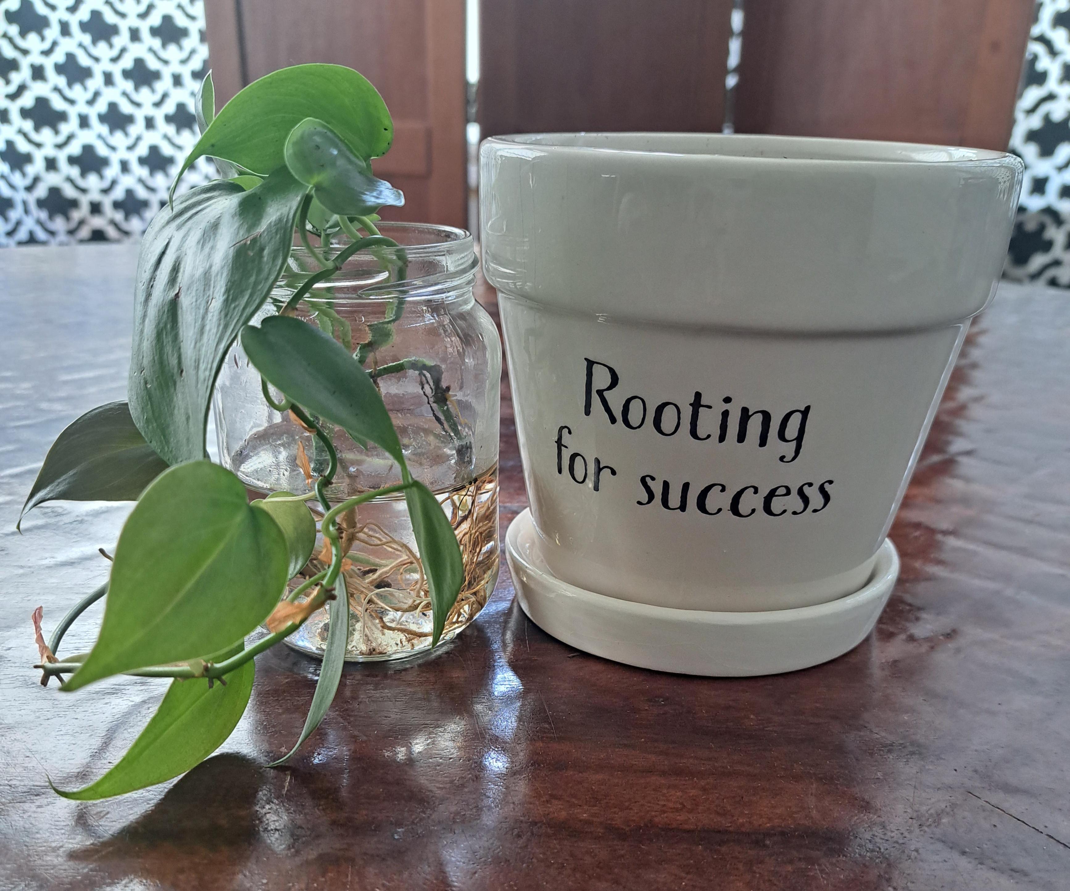 Potting a Pothos Plant.