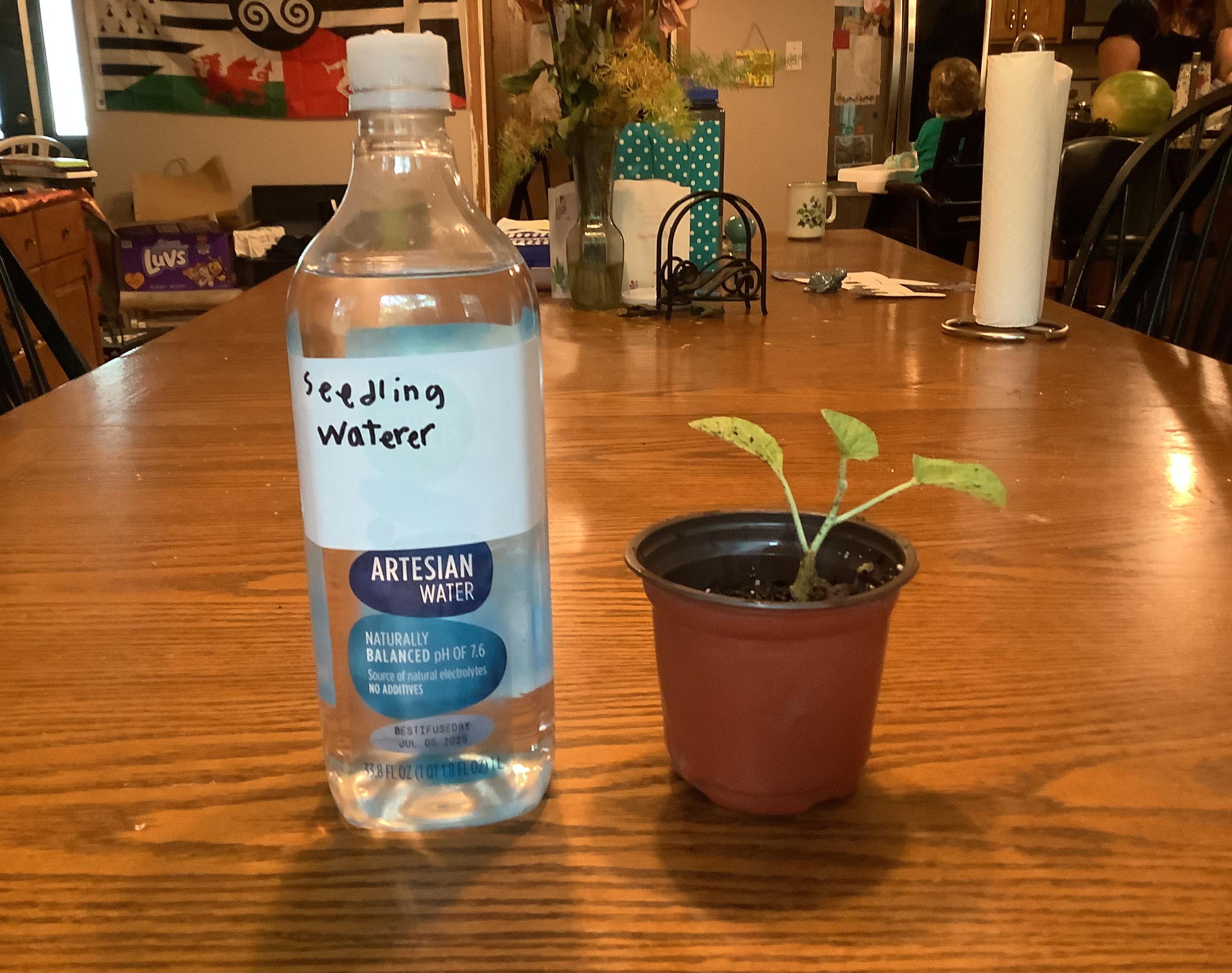 Seedling Waterer