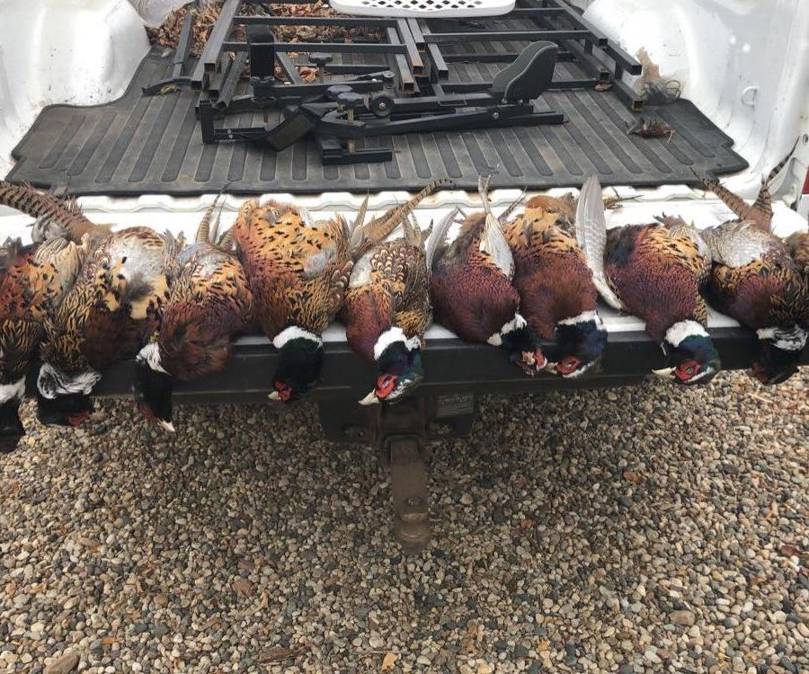 How to Clean a Pheasant