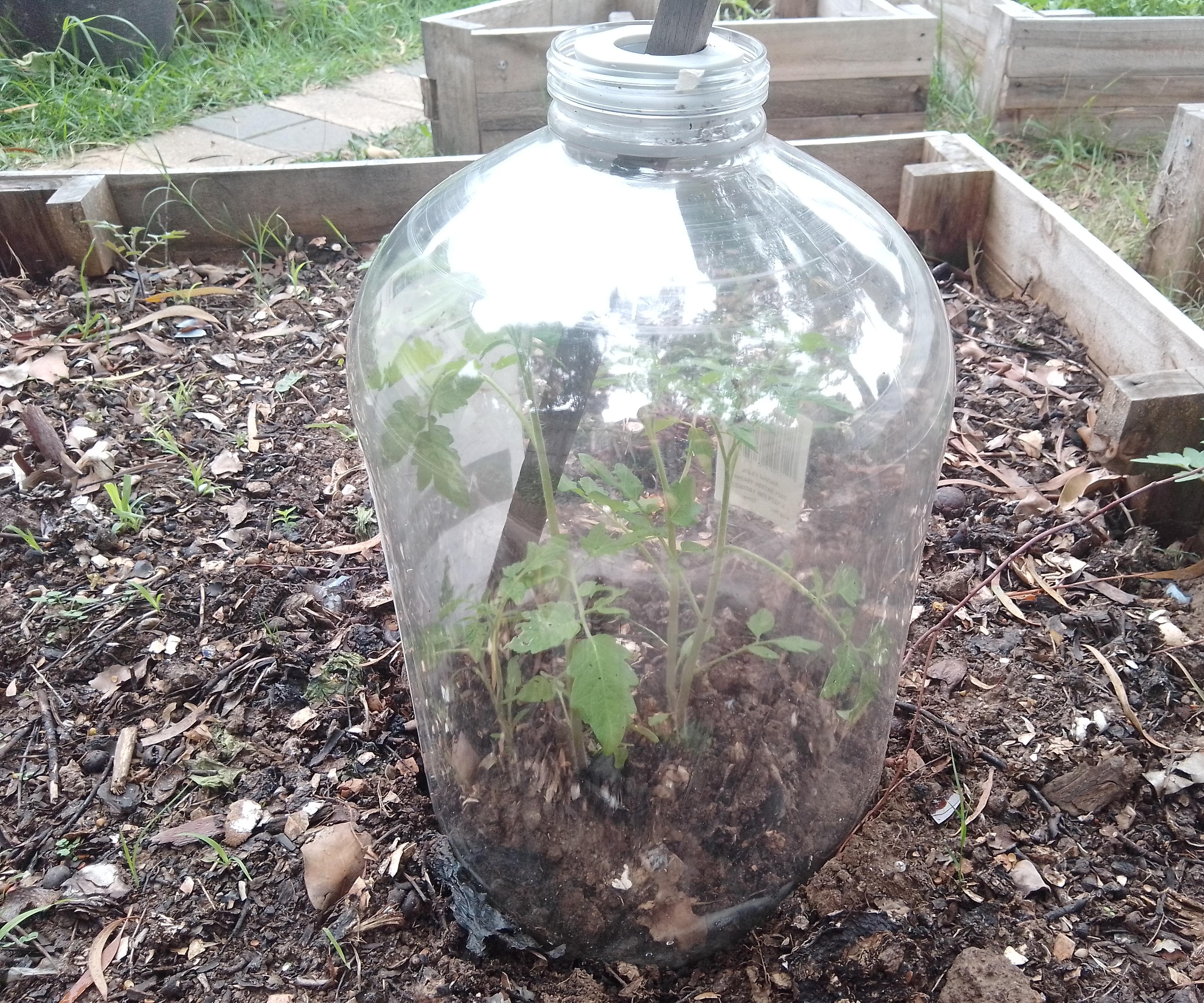 Cloche / Mini Hothouse From Empty Wine Cask