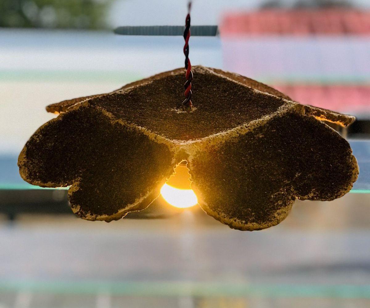 Bio-degradable Luminaire.