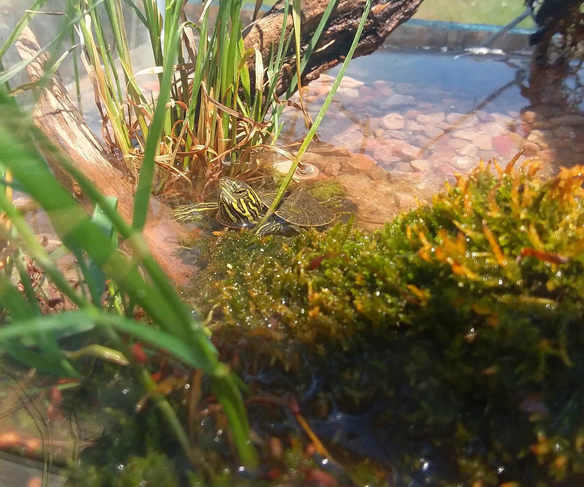 Baby Turtle Tank Setup 