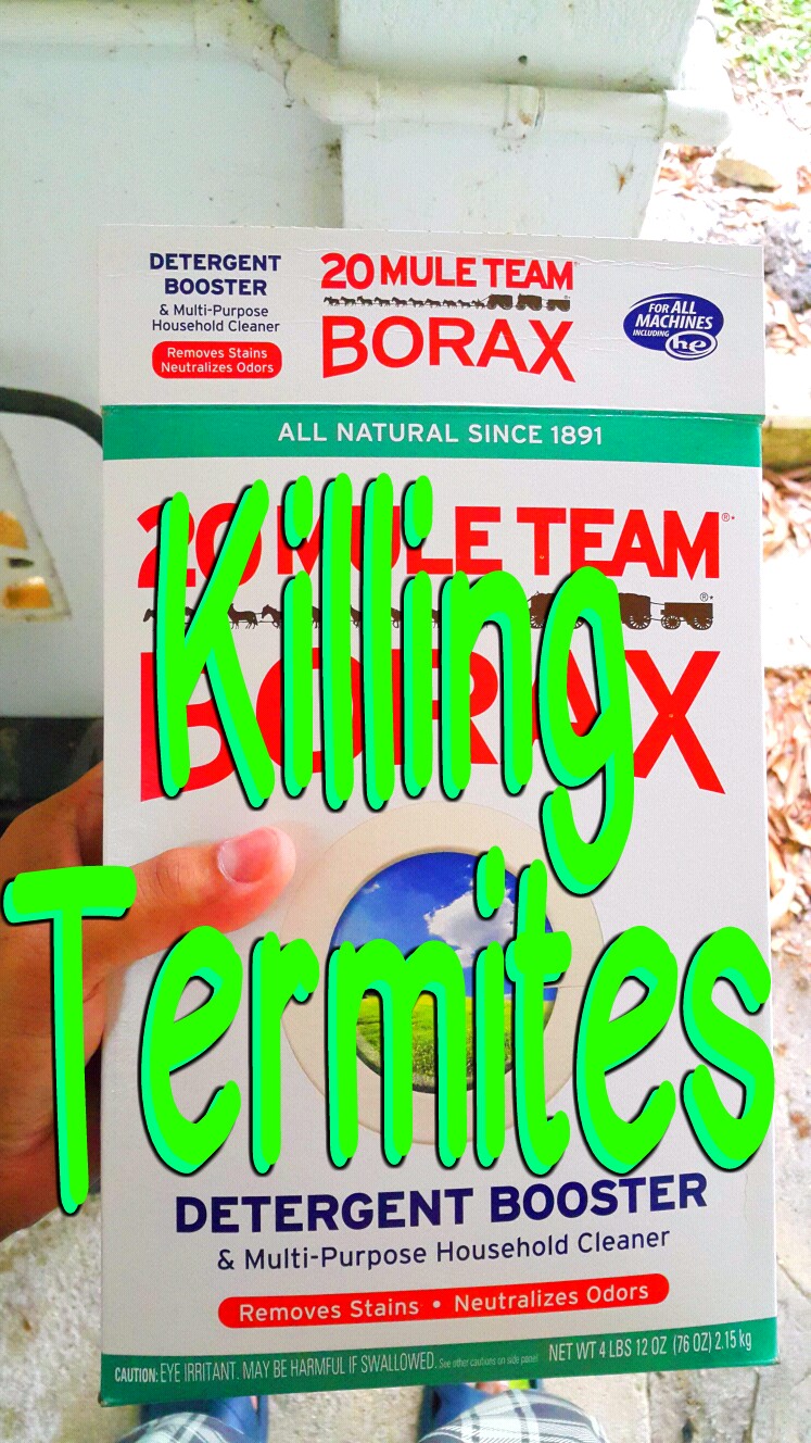 How to Kill Termites.