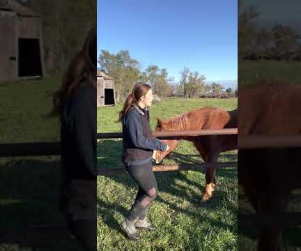 How to Saddle a Horse Right