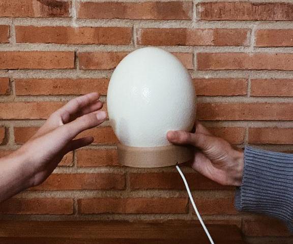 Make an Ostrich Egg Lamp
