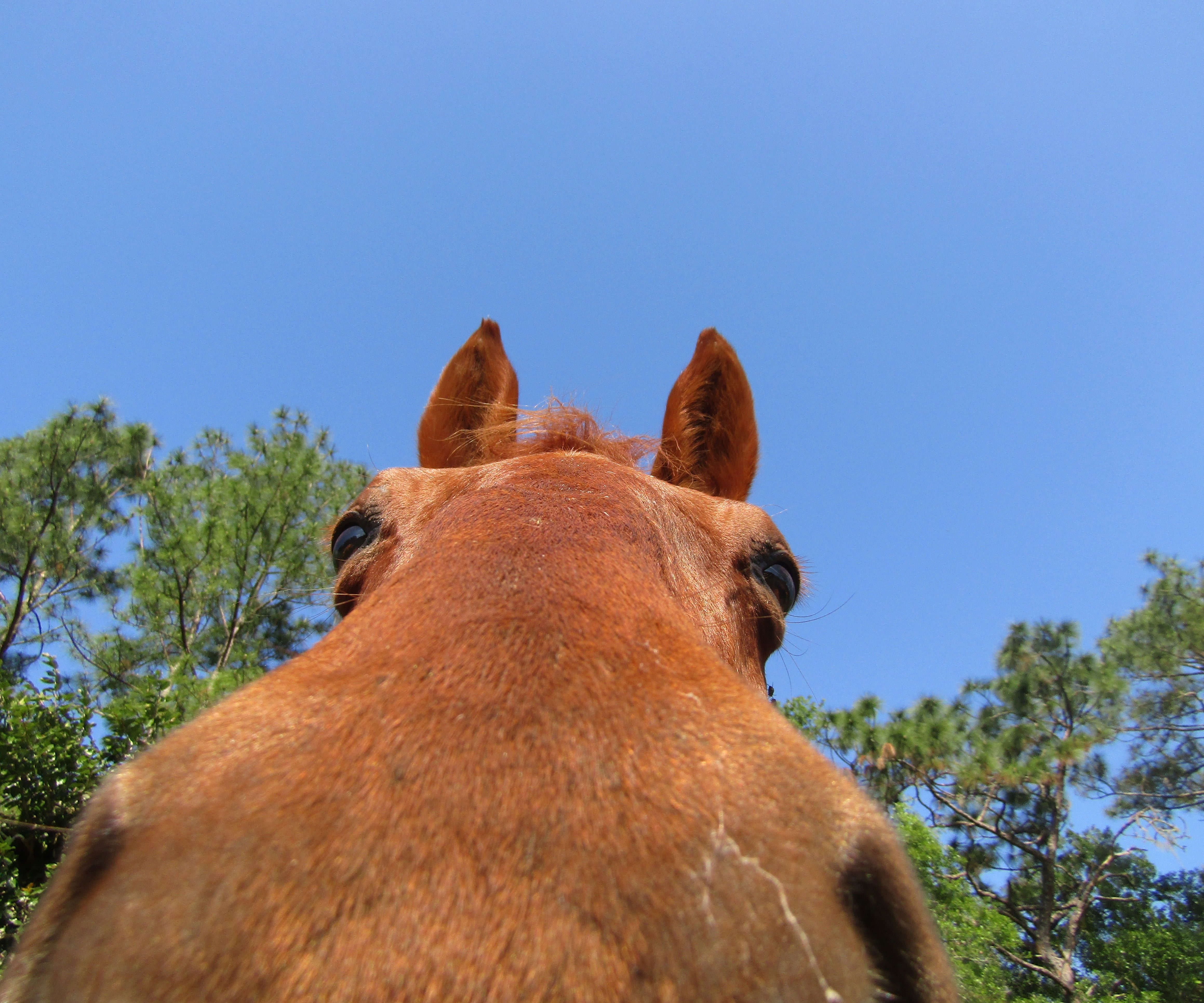 Horse Popsicle Treat