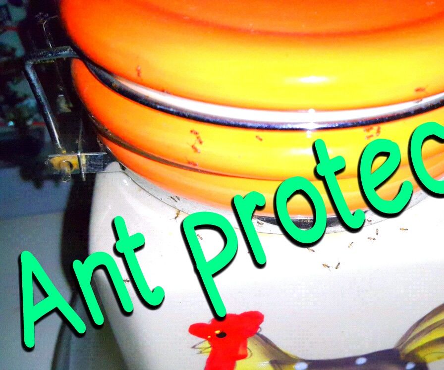Protecting My Sugar Bottles From Ants! 