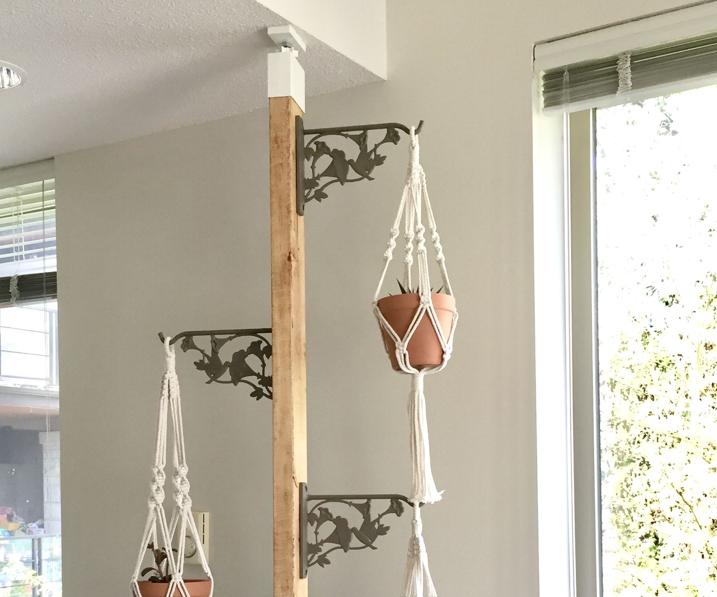 Hang Plants Over the Kitchen Counter (without Damaging the Wall)