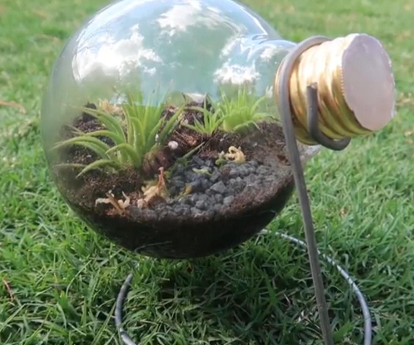  Unique Terrariums