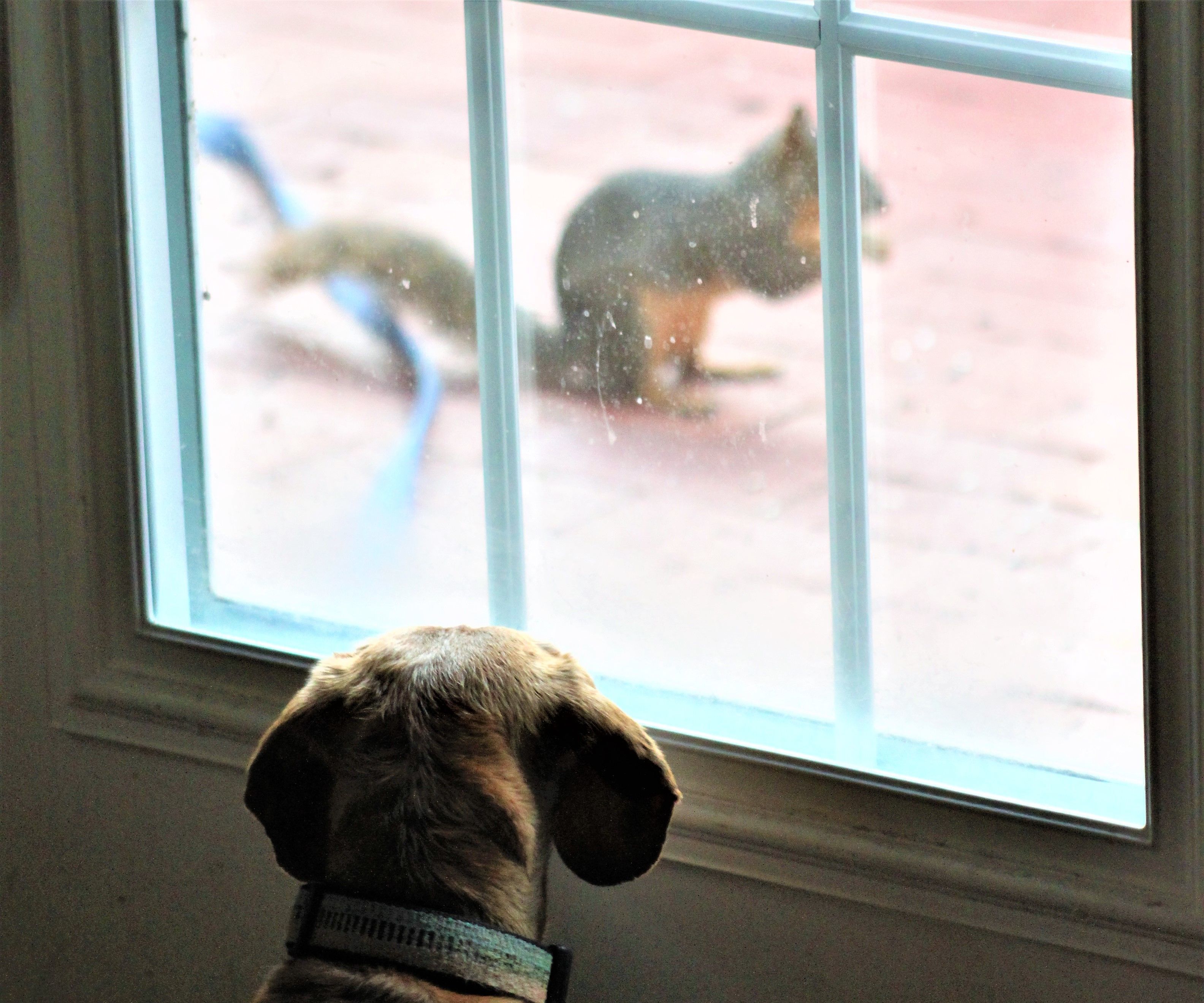 How to Make a Stop Motion 'Silent' Film Using JellyCam 