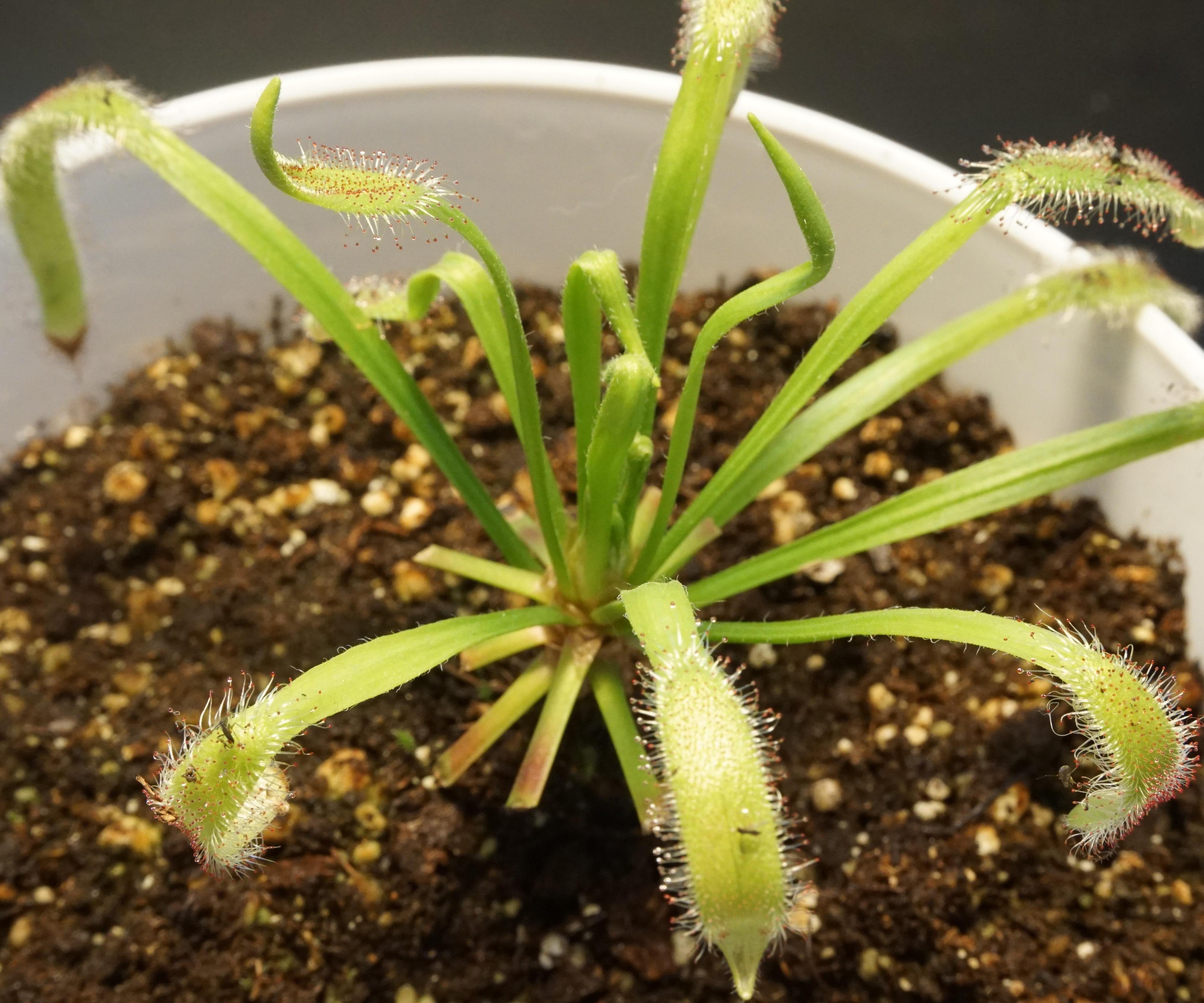 Cloning Carnivorous Sundew (Drosera Capensis)