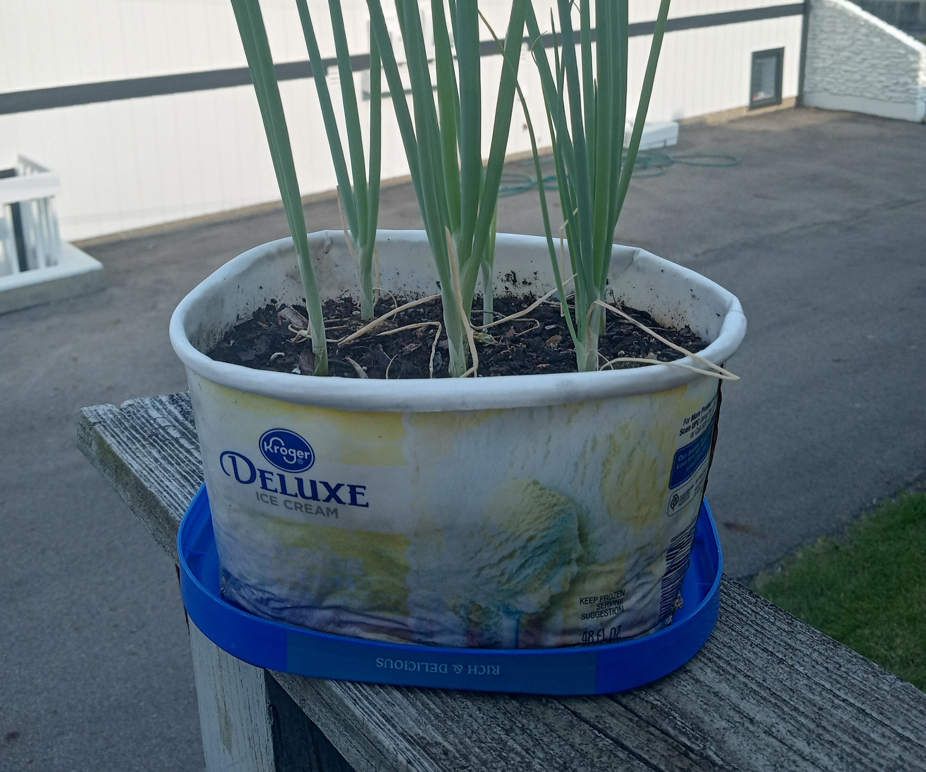 Ice Cream Onion Planter