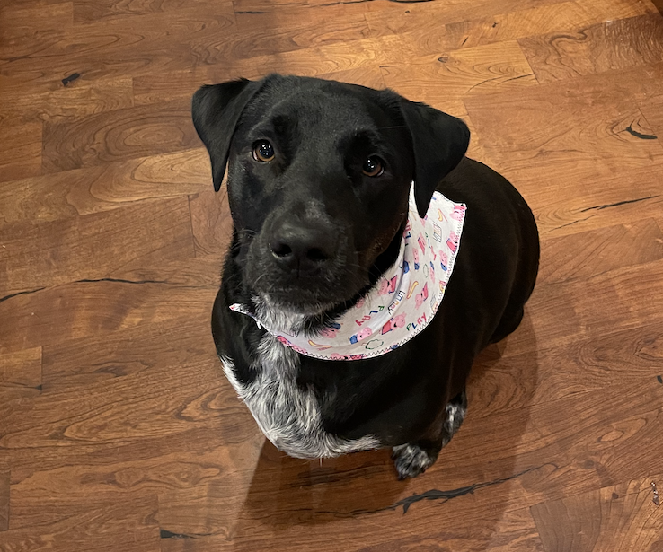 Easy DIY Pet Bandana