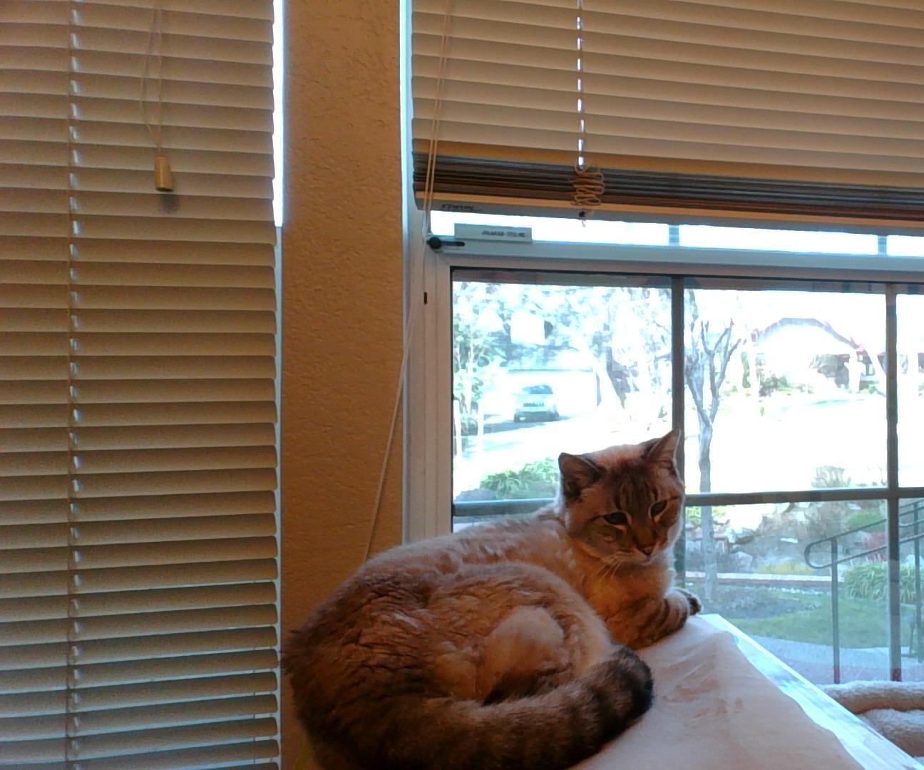 Super Duper Cat "House"