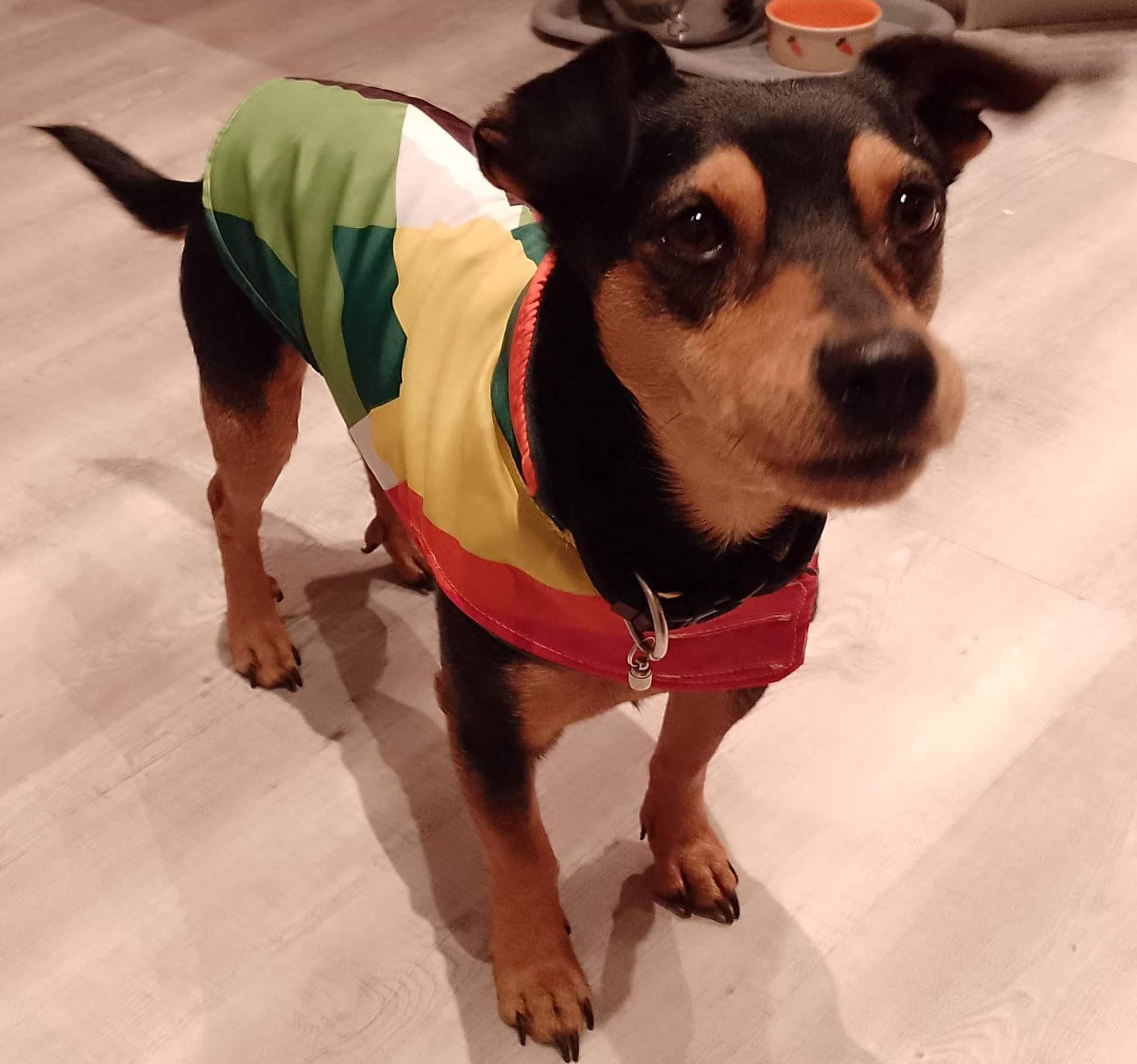 Simple Dog Jacket (with Pattern)