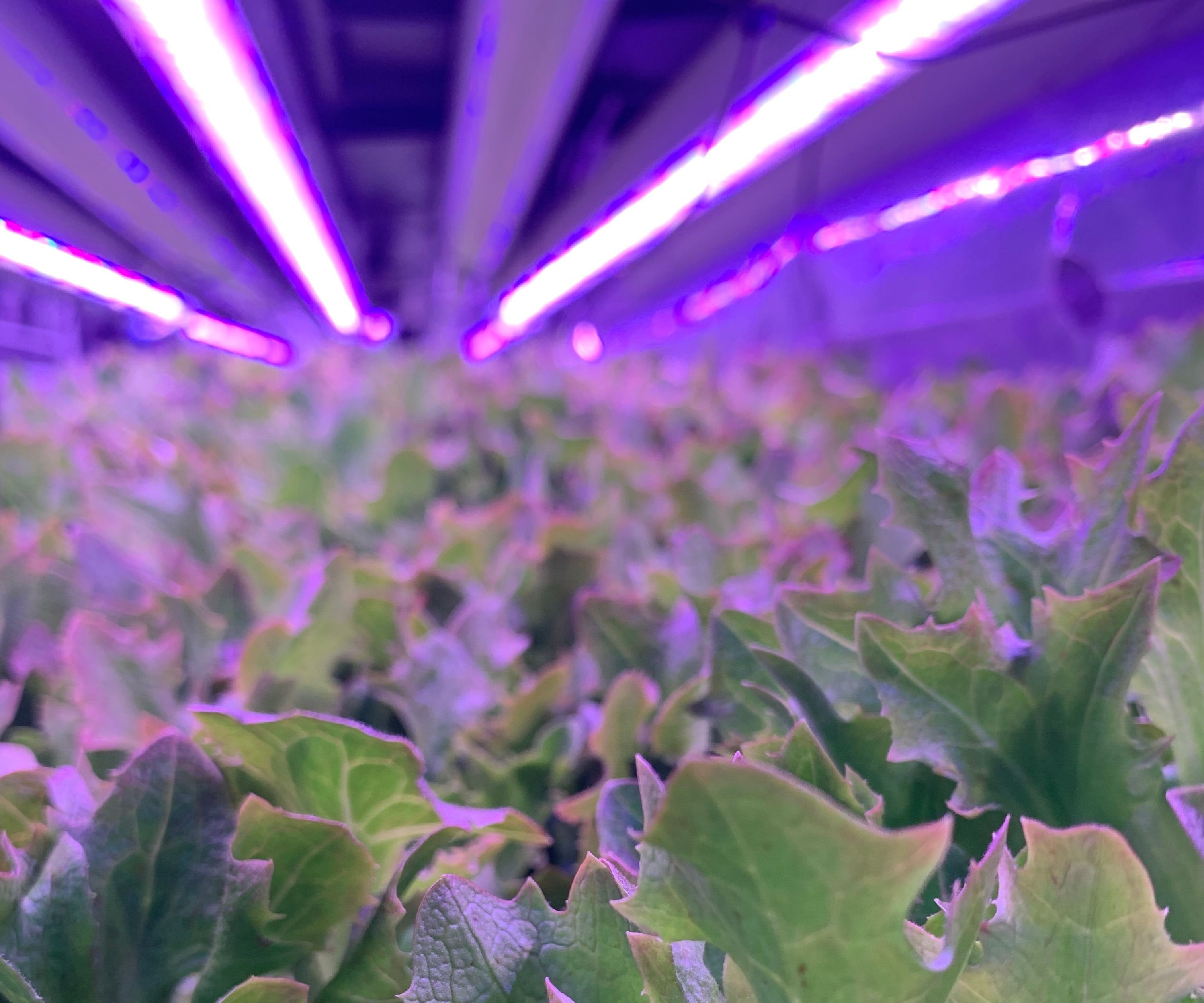 GAIA - Growing Beyond Earth Maker Contest