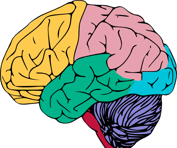 Makey-Makey Brain Anatomy Teacher