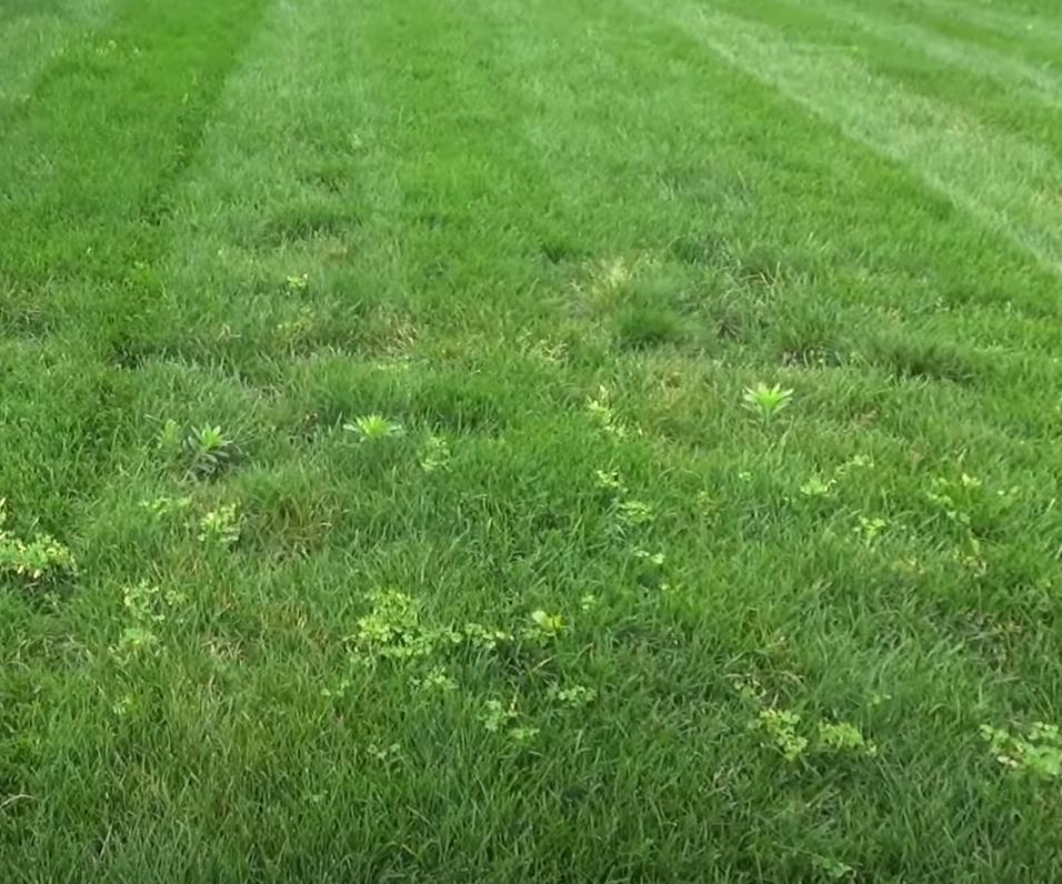 How to Stripe a Lawn With a Riding Mower