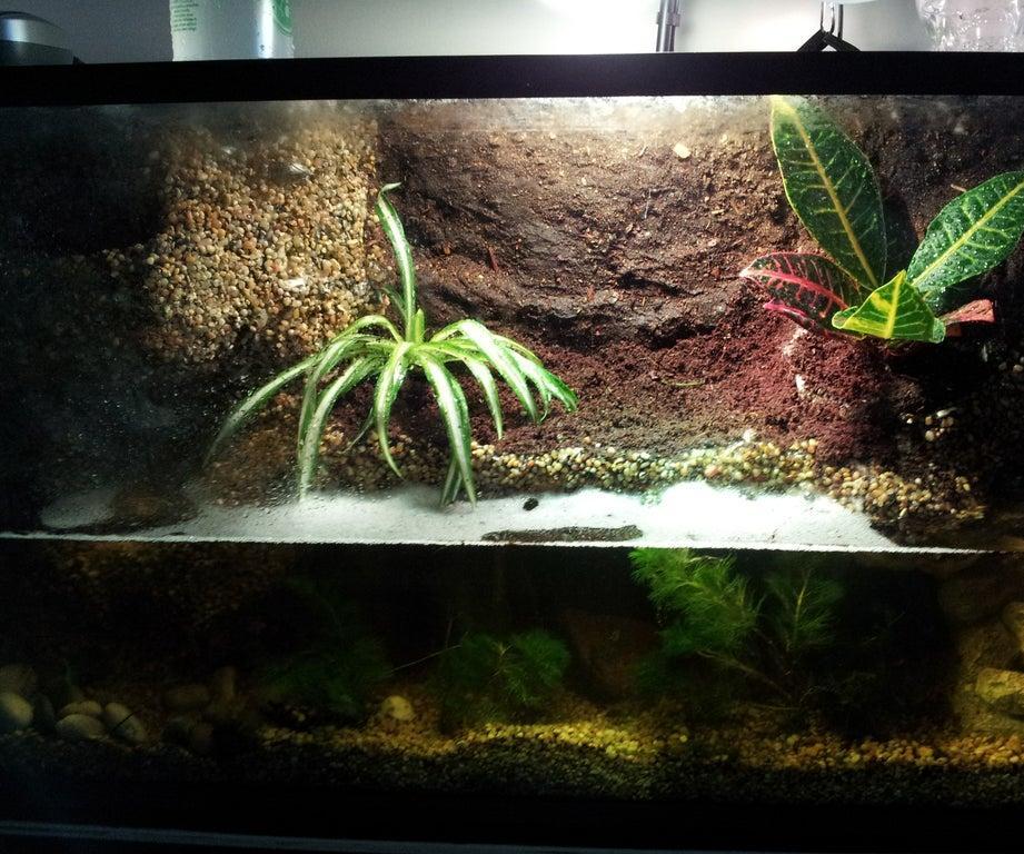Paludarium Build