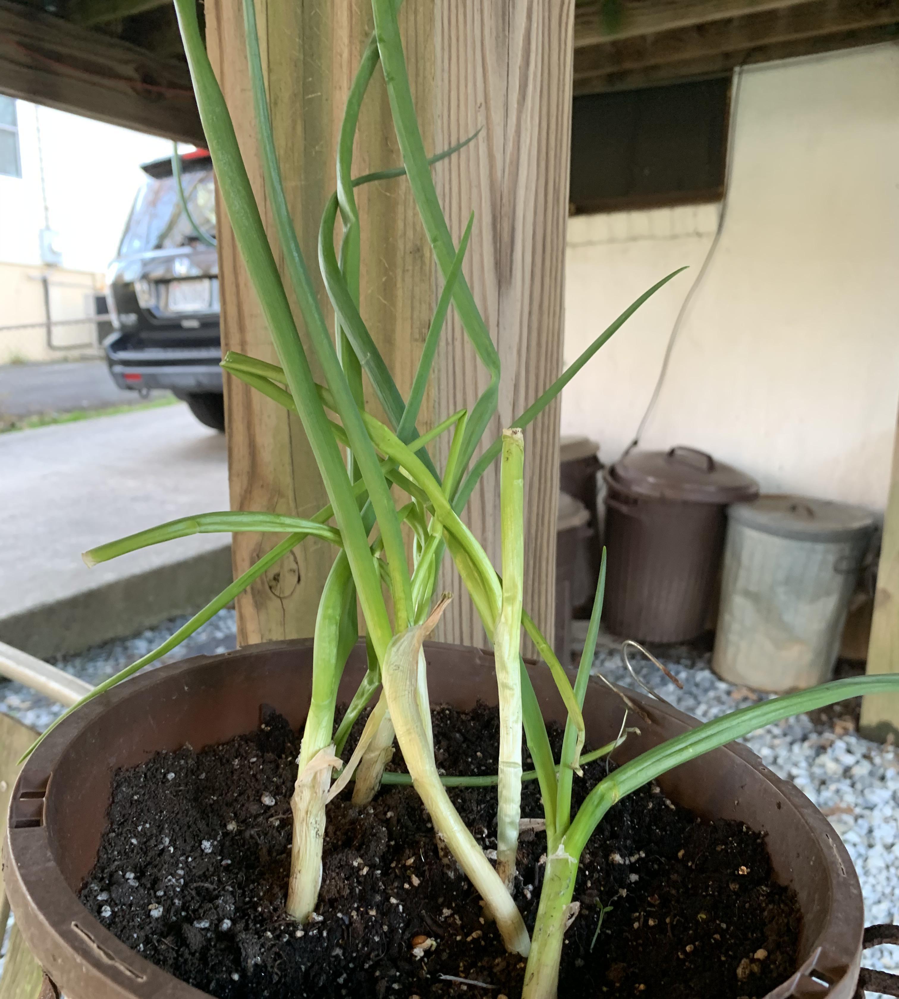 Easily Grow Spring Onions